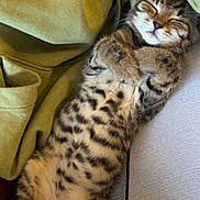 Athena a rejoint le concours — aidez-le/la à gagner de superbes lots ! cat, kitten, tabby, sleeping, belly_up, paws, whiskers, fur, stripes, spots, cozy, blanket, couch, nap, pet, indoor, closeup, relaxed, adorable, resting