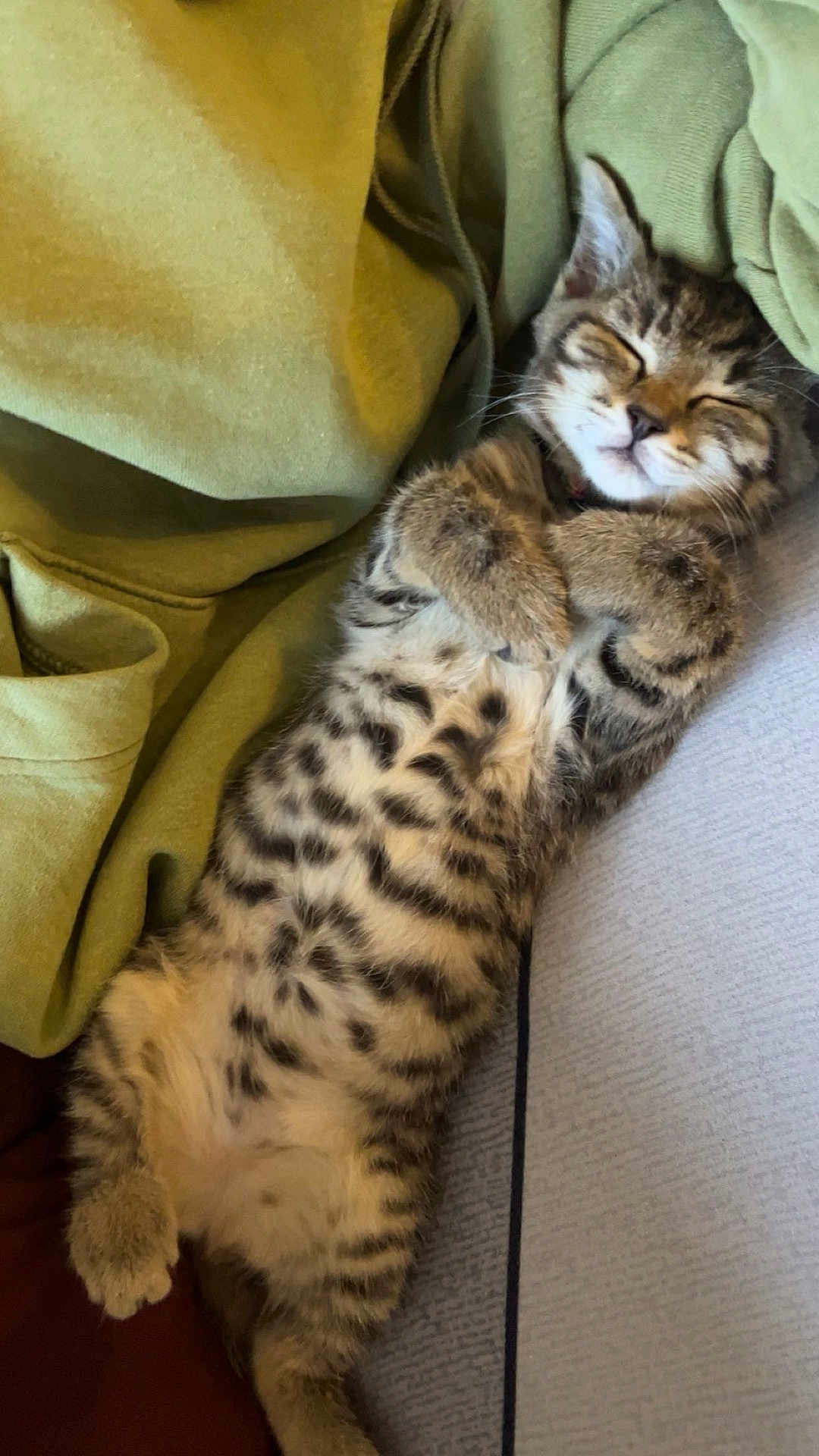 Athena a rejoint le concours — aidez-le/la à gagner de superbes lots ! cat, kitten, tabby, sleeping, belly_up, paws, whiskers, fur, stripes, spots, cozy, blanket, couch, nap, pet, indoor, closeup, relaxed, adorable, resting