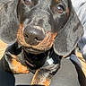 Twix a rejoint le concours — aidez-le/la à gagner de superbes lots ! animal, black_and_tan, close_up, companion, cute, dachshund, dog, domestic_animal, ears, face, fur, hoodie, lap, outdoor, paw, person, pet, puppy, snout, sunlight