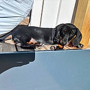 Twix participe au concours pour gagner de l'argent avec cette photo : animal, black_dog, canine, curious, cute, dachshund, daylight, dog, ears, floppy_ears, outdoor, paws, pet, puppy, resting, shadow, sunlight, tan_markings, wood, wooden_deck