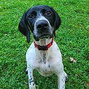 Echo is registered to the contest to win money with this photo: dog, black_and_white, collar, grass, outdoor, pet, animal, garden, greenery, sitting, portrait, canine, nature, closeup, ears, spots, fur, playful, summer, daylight