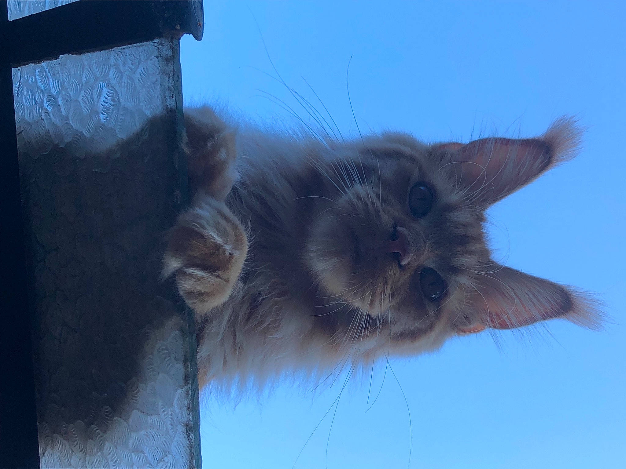 Swan De Jonoxie Skar a rejoint le concours — aidez-le/la à gagner de superbes lots ! canidae, cat, domestic_short_haired_cat, electric_blue, fawn, felidae, fur, sky, small_to_medium_sized_cats, snout, tail, whiskers, wildlife, window, wing, winter, wood