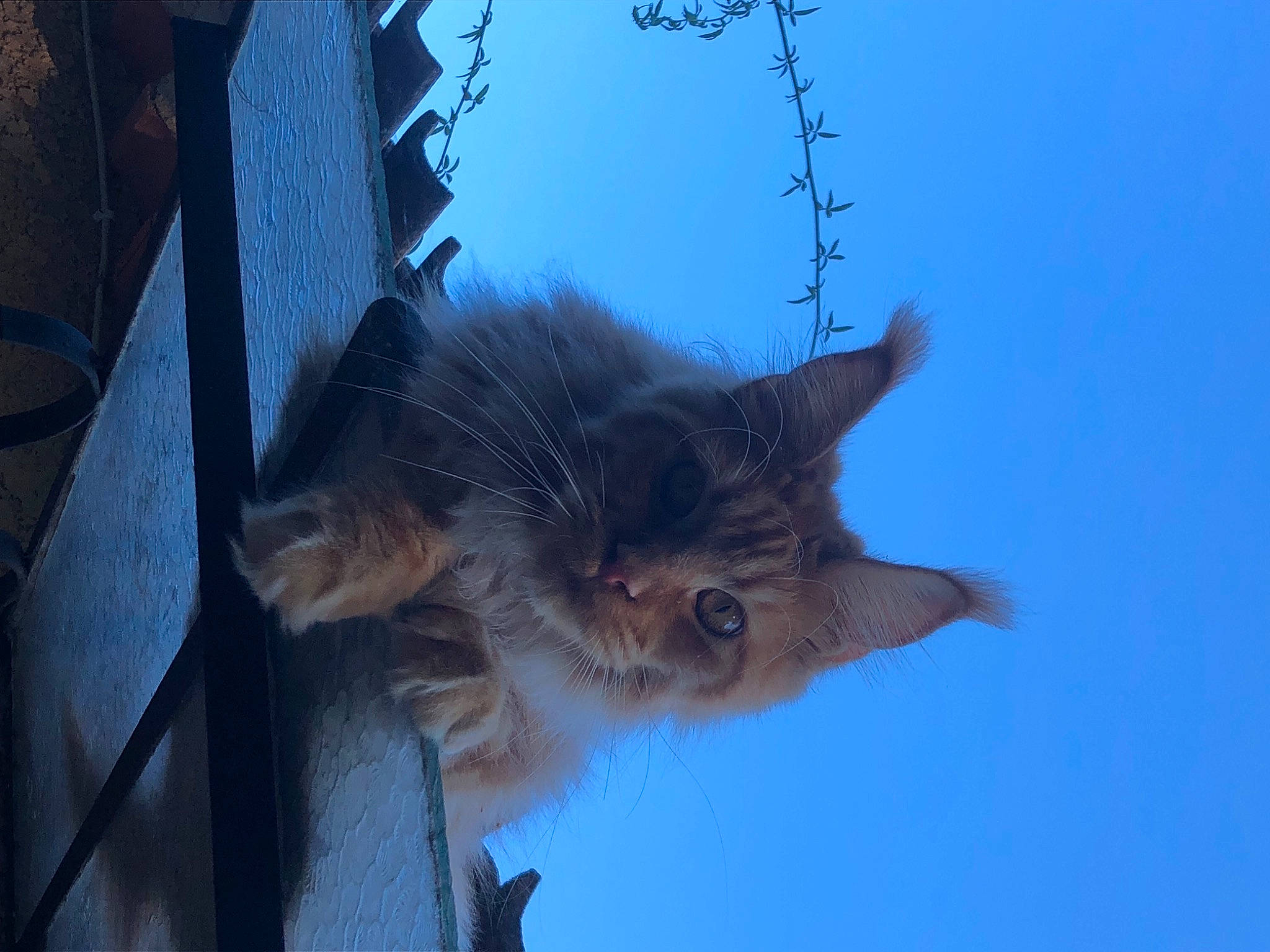 Swan De Jonoxie Skar a rejoint le concours — aidez-le/la à gagner de superbes lots ! building, carnivore, cat, domestic_short_haired_cat, electric_blue, fawn, felidae, fur, house, plant, sky, small_to_medium_sized_cats, snout, tail, tree, twig, whiskers, window, winter, wood