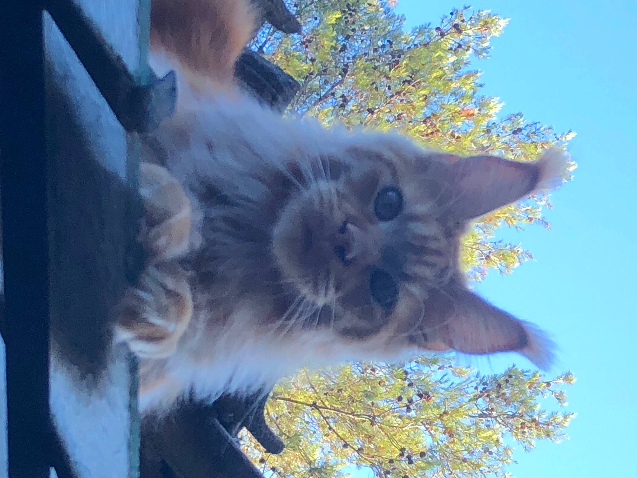 Swan De Jonoxie Skar