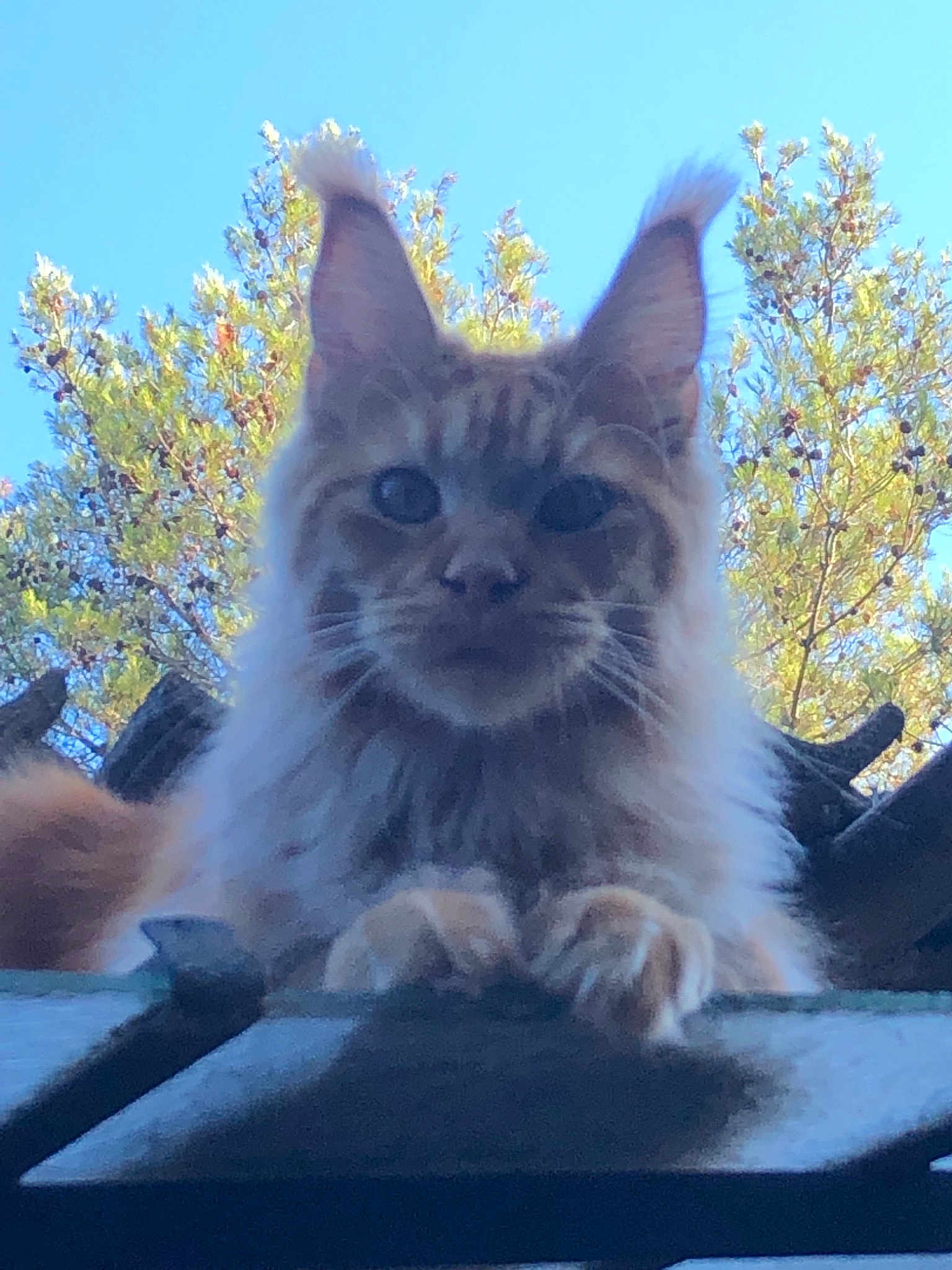 Swan De Jonoxie Skar