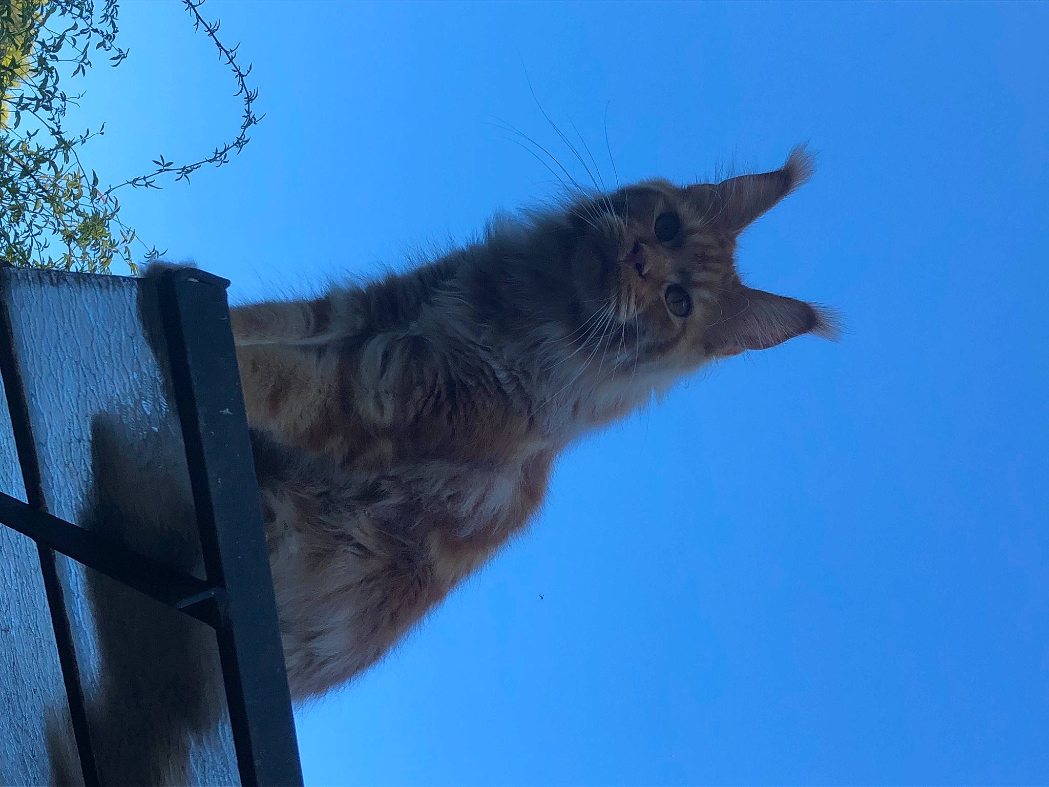 Swan De Jonoxie Skar a rejoint le concours — aidez-le/la à gagner de superbes lots ! carnivore, cat, domestic_short_haired_cat, electric_blue, felidae, fur, plant, shadow, sky, small_to_medium_sized_cats, snout, tail, tree, trunk, twig, whiskers, wildlife