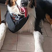 Scooby participe au concours pour gagner de l'argent avec cette photo : dog, blue_eyes, bandana, tongue_out, lying_down, tile_floor, black_fur, white_fur, brown_fur, pet, indoor, happy, playful, canine, animal, close_up, fur, ears, snout, domestic_animal