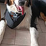 dog, blue_eyes, bandana, tongue_out, lying_down, tile_floor, black_fur, white_fur, brown_fur, pet, indoor, happy, playful, canine, animal, close_up, fur, ears, snout, domestic_animal