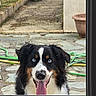 dog, blue_eyes, tongue_out, glass_door, outdoor, garden, hose, potted_plant, stone_path, black_fur, white_fur, brown_fur, happy, pet, canine, looking, close_up, tongue, ears, window