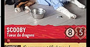 Scooby a rejoint le concours — aidez-le/la à gagner de superbes lots ! dog, blue_shirt, floor, metal_bowl, indoor, black_white_brown_fur, pet, lying_down, card_style, text_overlay, game_card, French_text, casual, playful, animal, companion, relaxed, home, toy, background_furniture