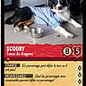 dog, blue_shirt, floor, metal_bowl, indoor, black_white_brown_fur, pet, lying_down, card_style, text_overlay, game_card, French_text, casual, playful, animal, companion, relaxed, home, toy, background_furniture