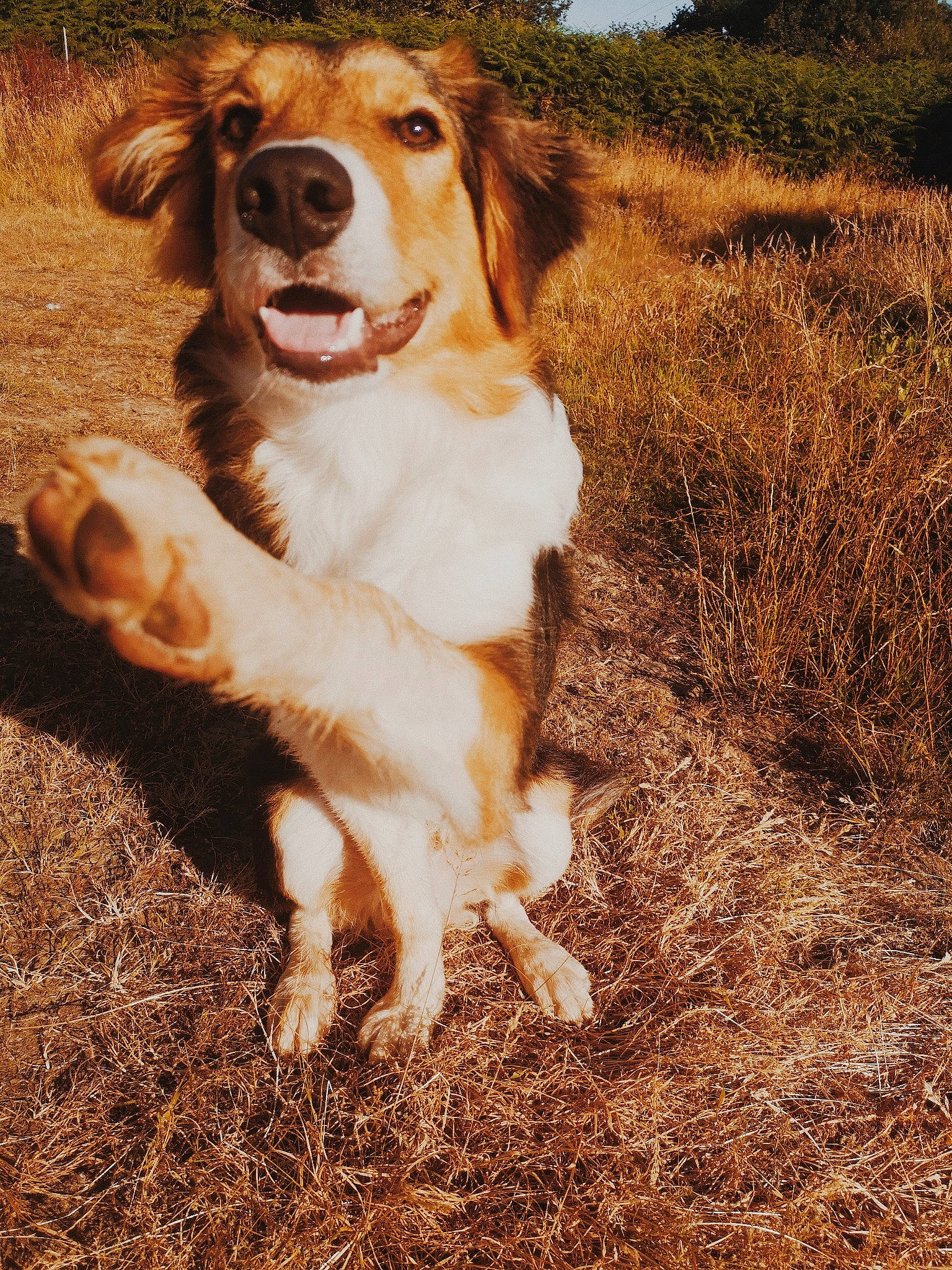 Roy participe au concours pour gagner de l'argent avec cette photo : canidae, carnivore, companion_dog, dog, dog_breed, hunting_dog, mammal, sporting_group, vertebrate