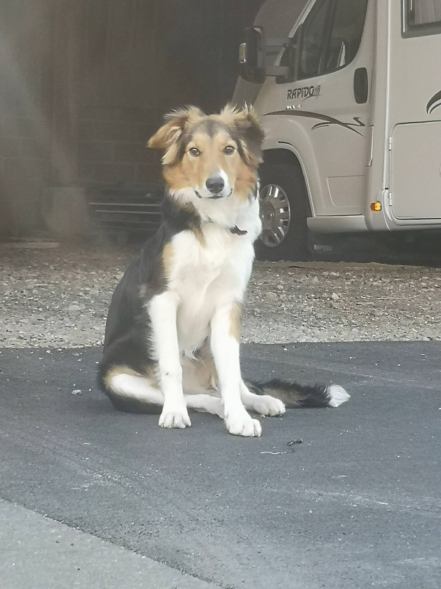 Roy a rejoint le concours — aidez-le/la à gagner de superbes lots ! border_collie, canidae, carnivore, collie, companion_dog, dog, dog_breed, mammal, rare_breed_dog, rough_collie, sporting_group, street_dog, vehicle, working_dog