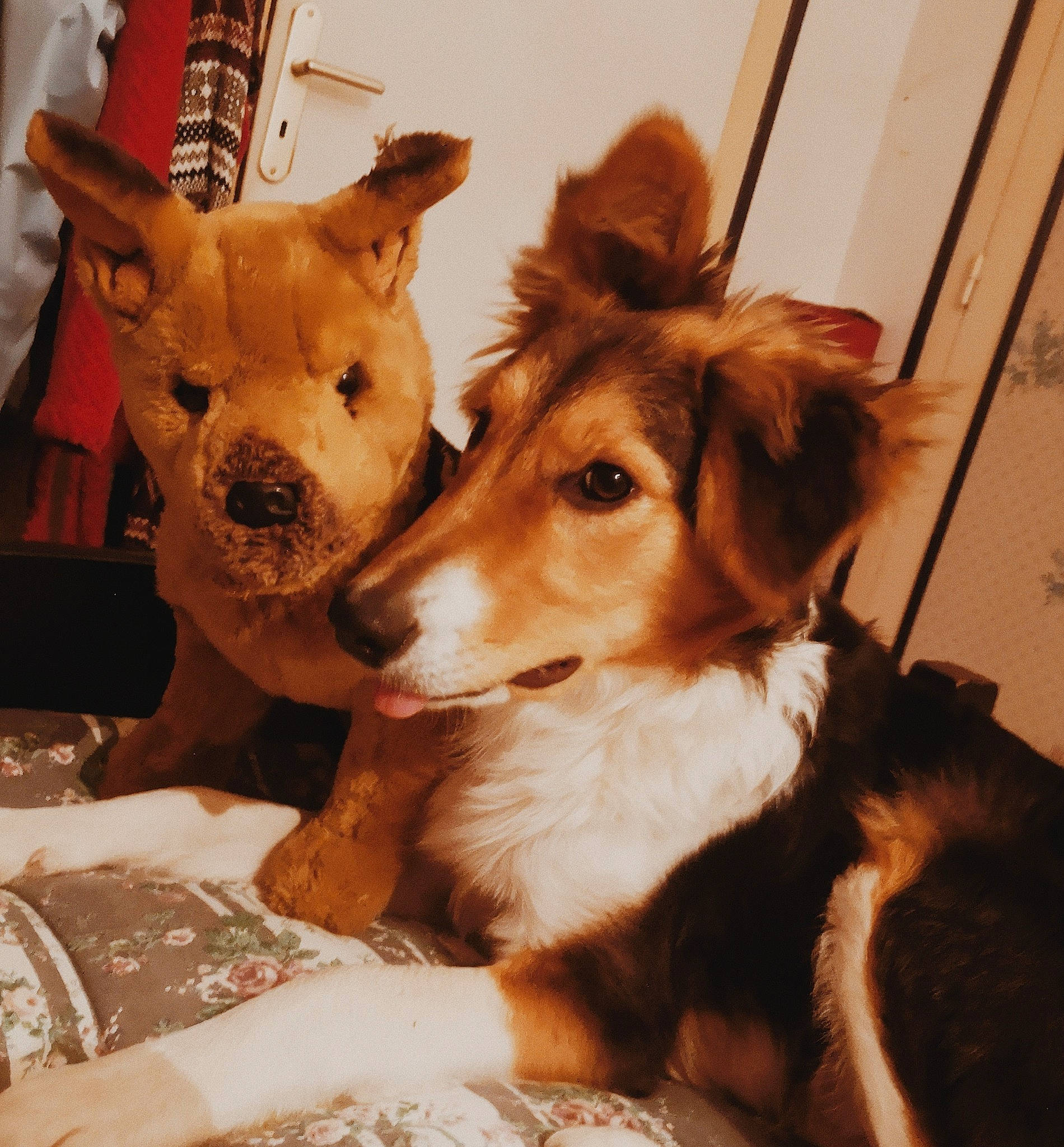 Roy a rejoint le concours — aidez-le/la à gagner de superbes lots ! ancient_dog_breeds, canidae, cardigan_welsh_corgi, carnivore, collie, companion_dog, dog, dog_breed, mammal, puppy, puppy_love, rare_breed_dog, smooth_collie, snout, vertebrate