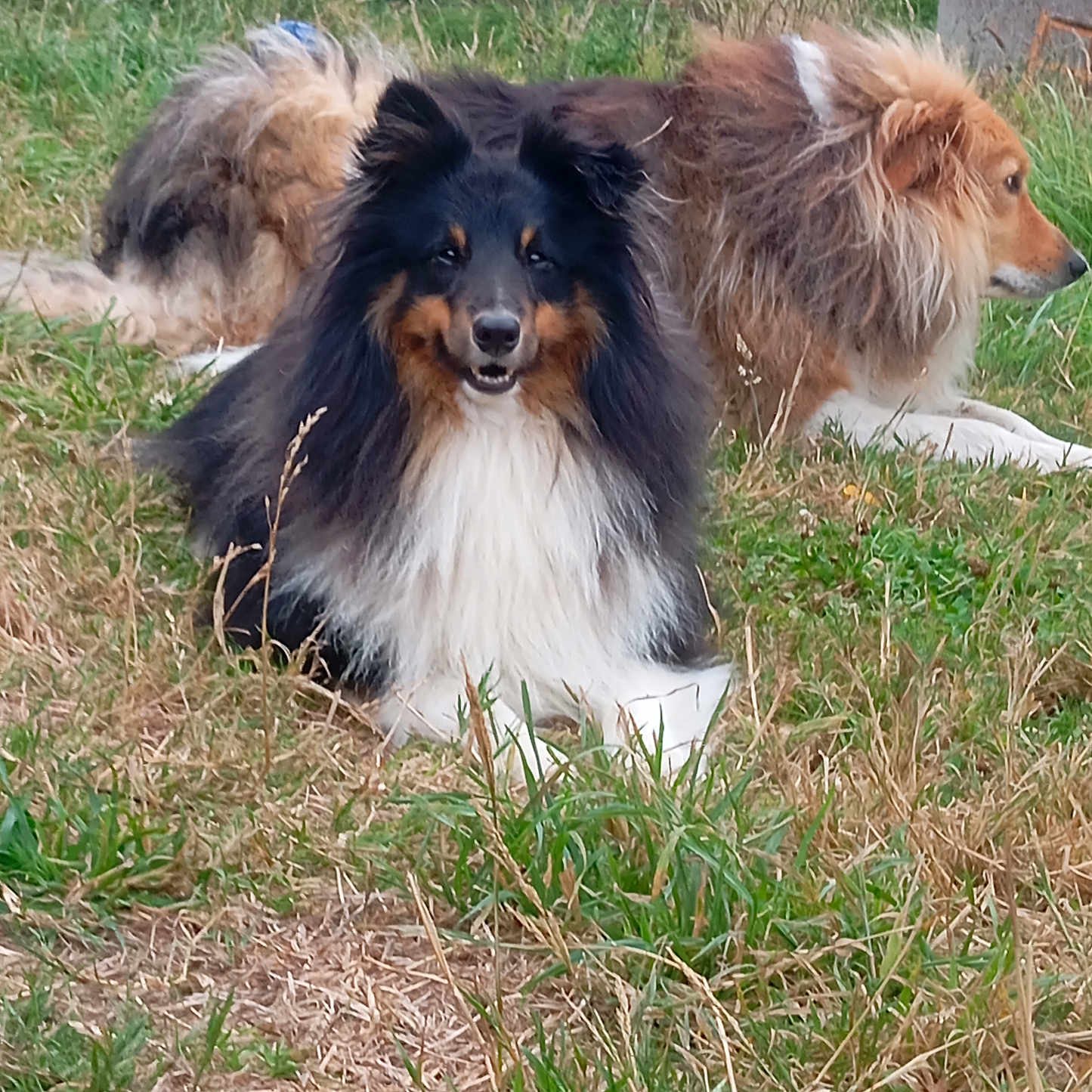 Tobywann participe au concours pour gagner de l'argent avec cette photo : animal, black_and_tan, canine, companion, daylight, dog, field, fluffy, fur, golden, grass, happy, lying_down, mammal, nature, outdoor, pet, portrait, relaxed, two_dogs