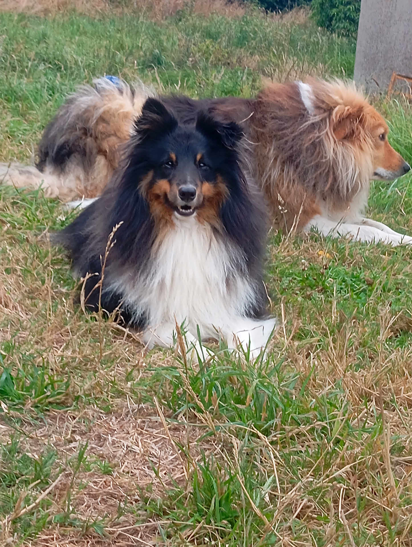 Tobywann participe au concours pour gagner de l'argent avec cette photo : dog, grass, outdoor, animal, pet, canine, fur, nature, field, two_dogs, mammal, fluffy, black_and_tan, golden, lying_down, relaxed, happy, daylight, portrait, companion