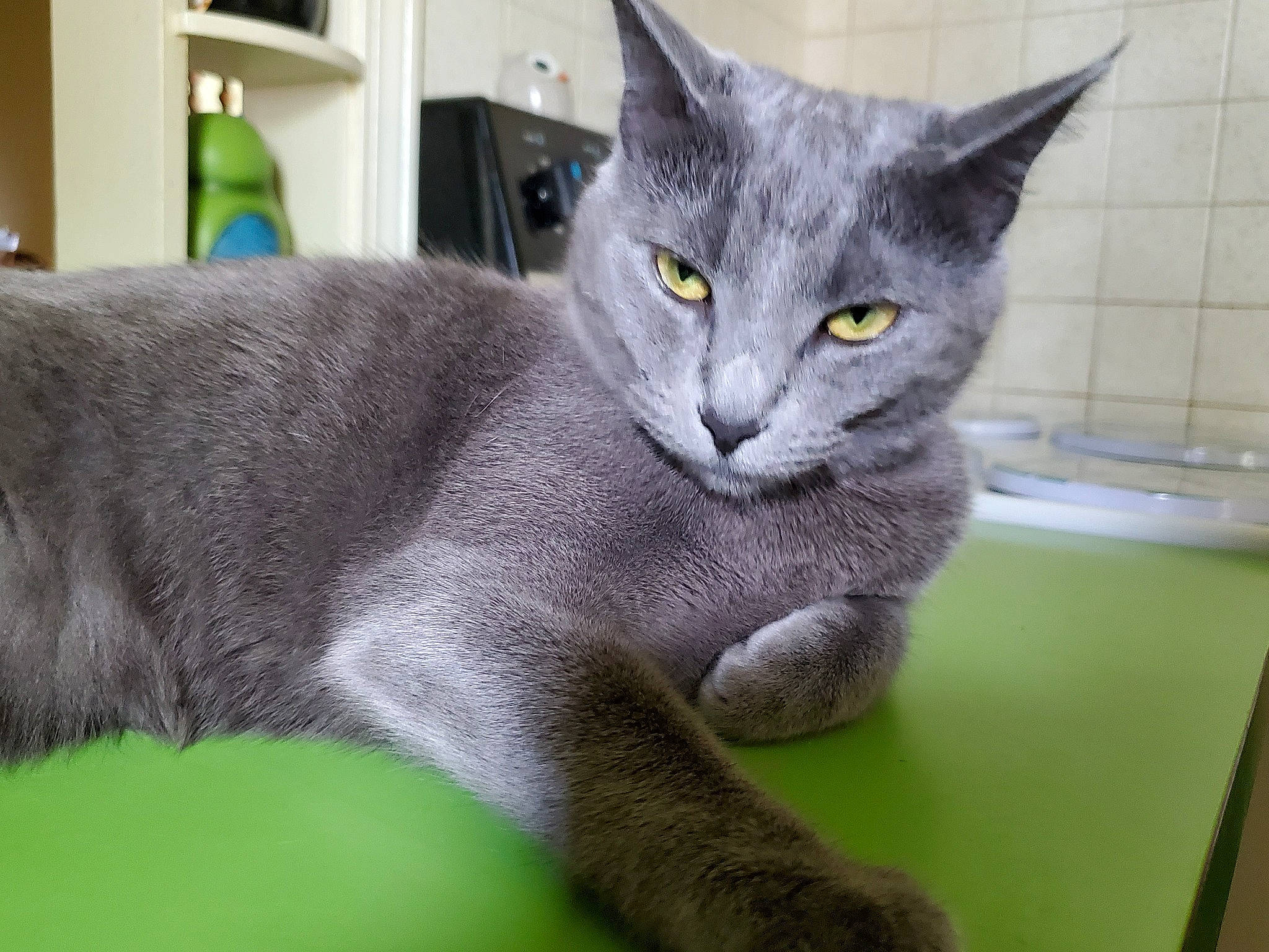 Gracie Mae joined the competition — help win amazing prizes! carnivore, cat, comfort, domestic_short_haired_cat, felidae, fur, grey, russian_blue, small_to_medium_sized_cats, snout, whiskers, window