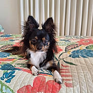 Tia is registered to the contest to win money with this photo: animal, bed, black_and_tan, cozy, curtains, cute, dog, floral_pattern, fur, home, indoor, long_ears, looking_at_camera, lying_down, muzzle, paw, pet, quilt, relaxed, small_dog