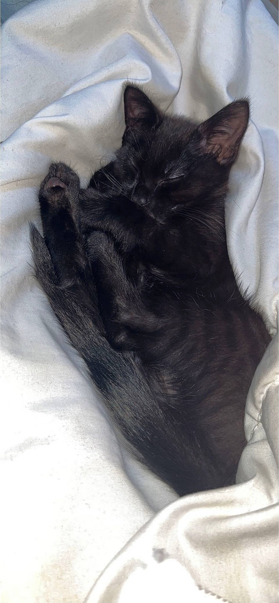Shadow is registered to the contest to win money with this photo: black_cat, bombay, carnivore, cat, claw, comfort, domestic_short_haired_cat, ear, felidae, foot, fur, gesture, grey, human_leg, nap, paw, small_to_medium_sized_cats, snout, tail, whiskers