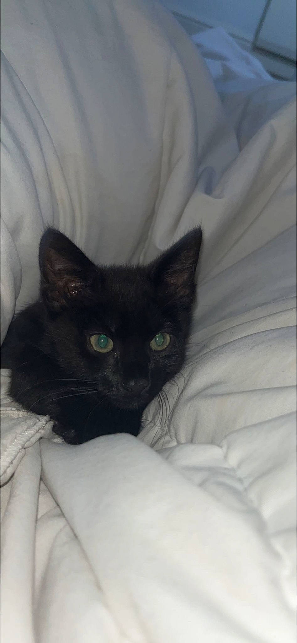 Shadow is registered to the contest to win money with this photo: black_cat, carnivore, cat, cat_bed, cat_supply, comfort, domestic_short_haired_cat, felidae, fur, grey, linens, small_to_medium_sized_cats, snout, tail, terrestrial_animal, whiskers