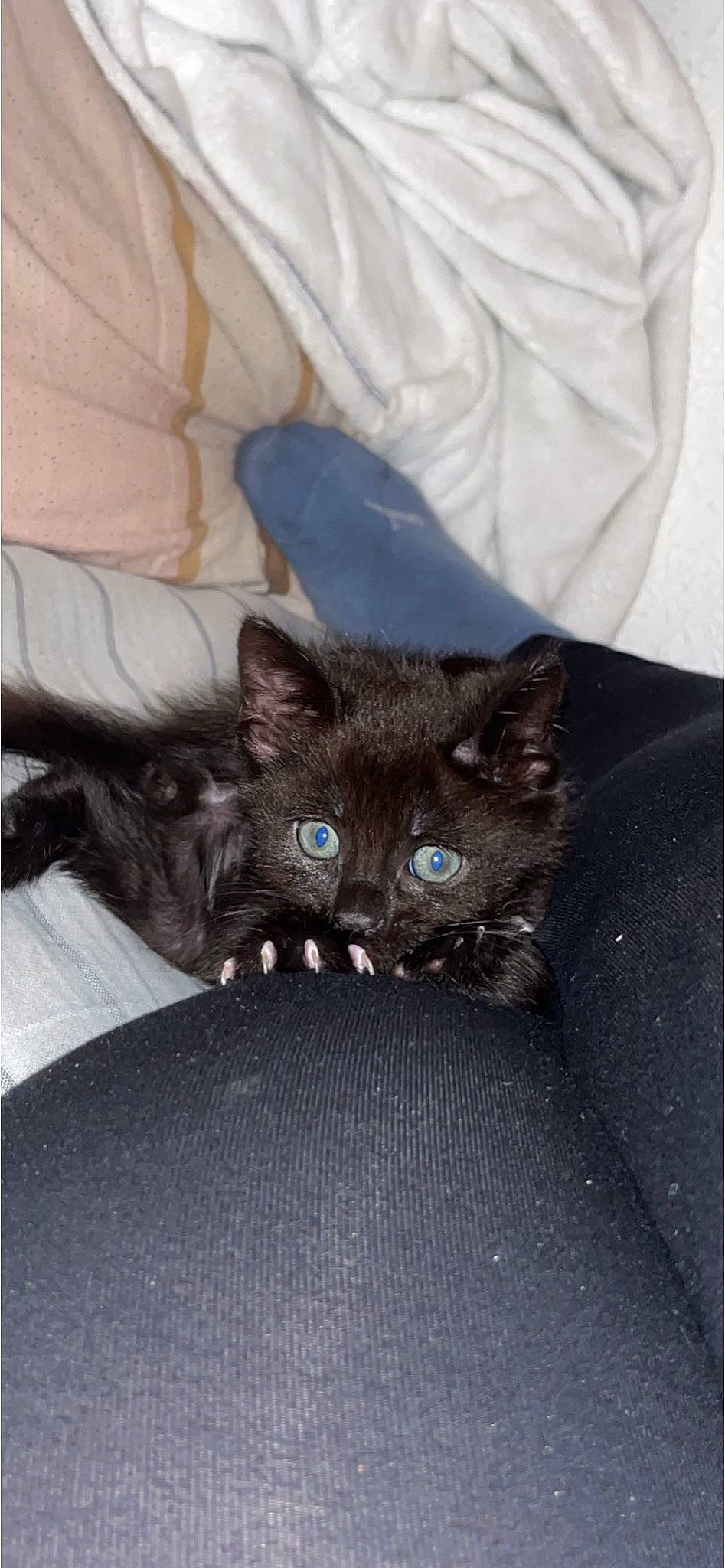 Shadow joined the competition — help win amazing prizes! black_cat, carnivore, cat, cat_bed, cat_supply, claw, comfort, couch, domestic_short_haired_cat, eye, fawn, felidae, fur, grey, sitting, small_to_medium_sized_cats, snout, tail, terrestrial_animal, whiskers