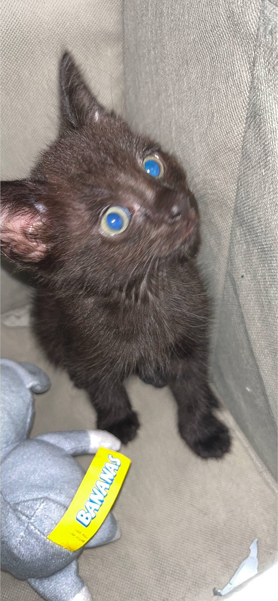 Shadow is registered to the contest to win money with this photo: black_cat, bombay, carnivore, cat, claw, comfort, dog_breed, domestic_short_haired_cat, eye, fawn, felidae, fur, iris, liver, paw, small_to_medium_sized_cats, snout, tail, terrestrial_animal, whiskers