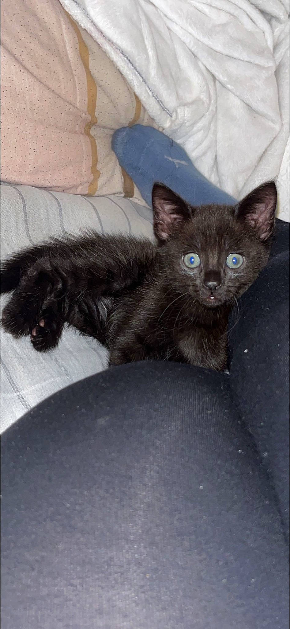 Shadow joined the competition — help win amazing prizes! black_cat, carnivore, cat, claw, comfort, domestic_short_haired_cat, felidae, fur, grey, russian_blue, small_to_medium_sized_cats, tail, terrestrial_animal, whiskers