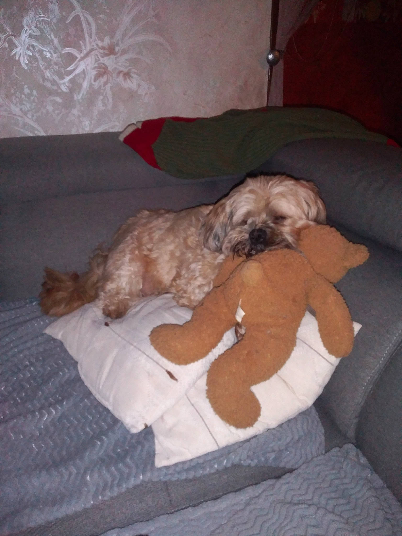 Gizmo participe au concours pour gagner de l'argent avec cette photo : bolonka, canidae, carnivore, cavapoo, cockapoo, companion_dog, dog, dog_breed, fawn, irish_soft_coated_wheaten_terrier, lhasa_apso, mammal, non_sporting_group, puppy, schnoodle, shih_poo, shih_tzu, sporting_group, tibetan_terrier, toy_dog