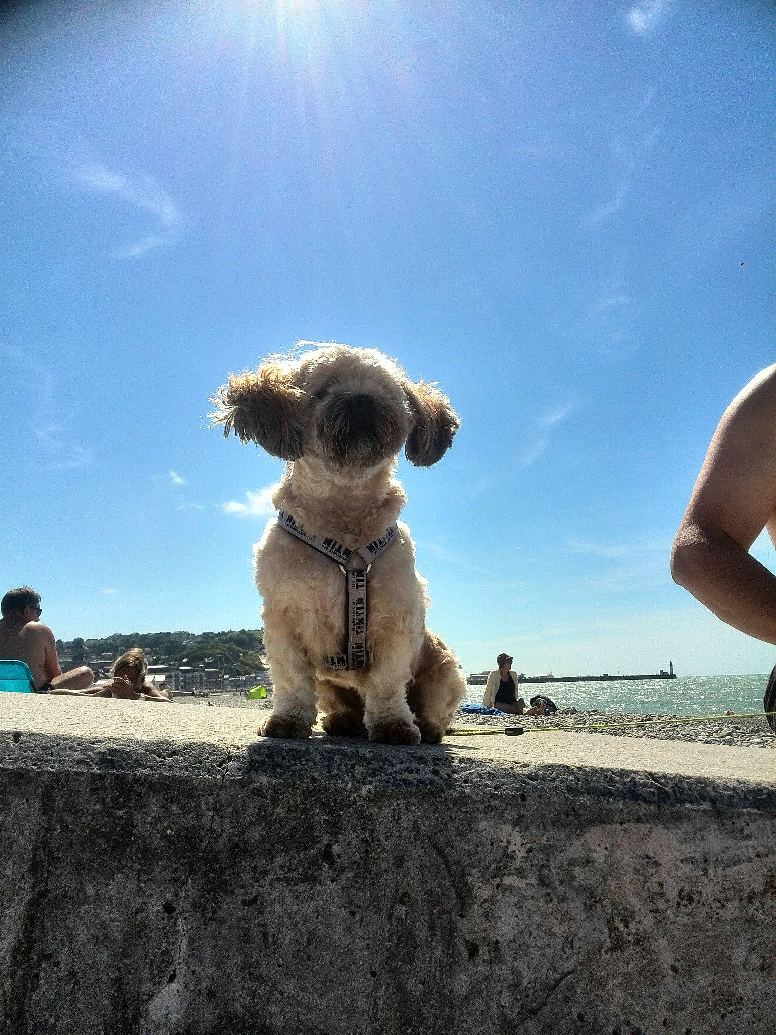 Gizmo participe au concours pour gagner de l'argent avec cette photo : canidae, carnivore, cloud, dog, dog_breed, fawn, fisheye_lens, golden_retriever, goldendoodle, jumping, photography, retriever, sky, snout, sporting_group, summer, vacation