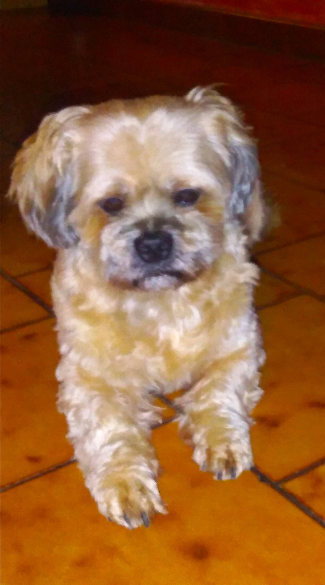 Gizmo a rejoint le concours — aidez-le/la à gagner de superbes lots ! bolonka, canidae, carnivore, companion_dog, dog, dog_breed, dutch_smoushond, havanese, lhasa_apso, maltepoo, mammal, morkie, pekapoo, poodle_crossbreed, puppy, schnoodle, shih_poo, shih_tzu, snout, vertebrate