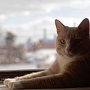 Charlie is registered to the contest to win money with this photo: cat, ginger_cat, white_paws, windowsill, window, natural_light, urban, cityscape, blurred_background, relaxed, pet, feline, indoor, animal, portrait, whiskers, ears, fur, side_view, resting