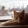 Charlie joined the competition — help win amazing prizes! cat, orange_tabby, window, windowsill, relaxed, paws, indoor, pet, animal, feline, curious, stretching, closeup, portrait, daylight, urban_background, blurred_background, whiskers, ears, nose