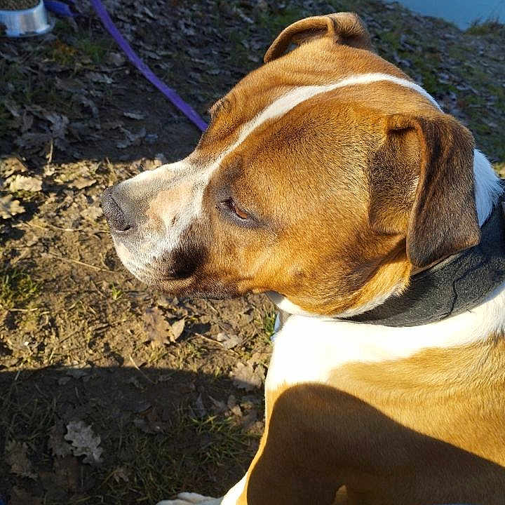 Sonia Masclet participe au concours pour gagner de l'argent avec cette photo : animal, brown, canine, casual, collar, dirt, dog, food_bowl, grass, leash, nature, outdoor, pavement, person, pet, resting, shadow, side_view, sunlight, white