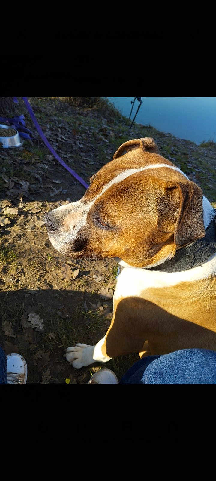 Sonia Masclet participe au concours pour gagner de l'argent avec cette photo : dog, brown, white, outdoor, sunlight, leash, food_bowl, grass, dirt, shadow, pet, canine, collar, pavement, casual, side_view, animal, nature, resting, person