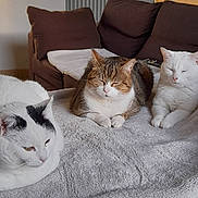 Hélène Guyomarc'H a rejoint le concours — aidez-le/la à gagner de superbes lots ! animal, blanket, cat, cats, couch, cozy, domestic, feline, fur, home, indoor, living_room, pet, quiet, relaxing, resting, soft, tabby_cat, three, white_cat