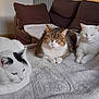 animal, blanket, cat, cats, couch, cozy, domestic, feline, fur, home, indoor, living_room, pet, quiet, relaxing, resting, soft, tabby_cat, three, white_cat