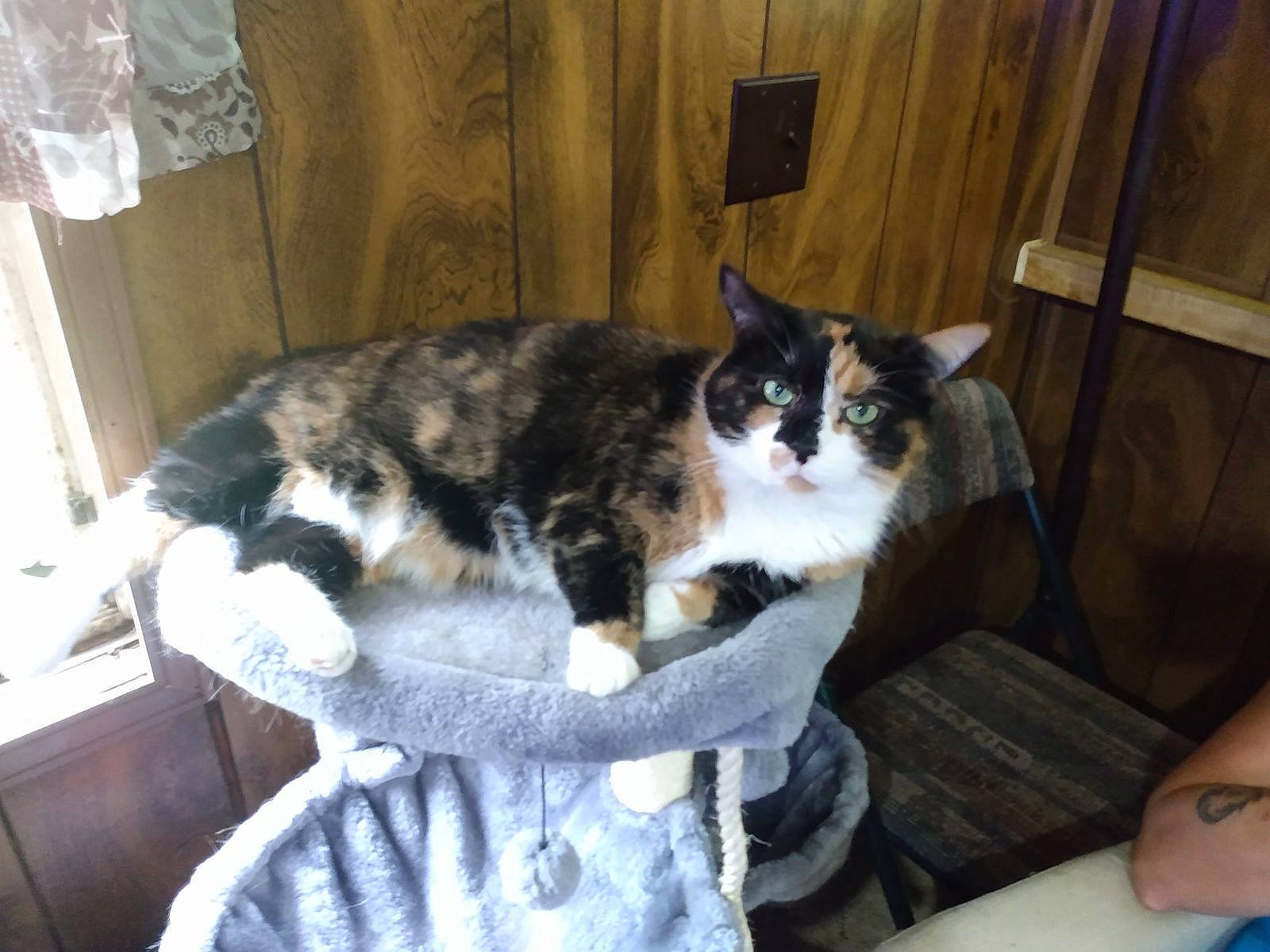 Molly joined the competition — help win amazing prizes! carnivore, cat, cat_supply, comfort, curtain, domestic_short_haired_cat, felidae, fur, lap, paw, room, sitting, small_to_medium_sized_cats, tail, terrestrial_animal, whiskers, wood