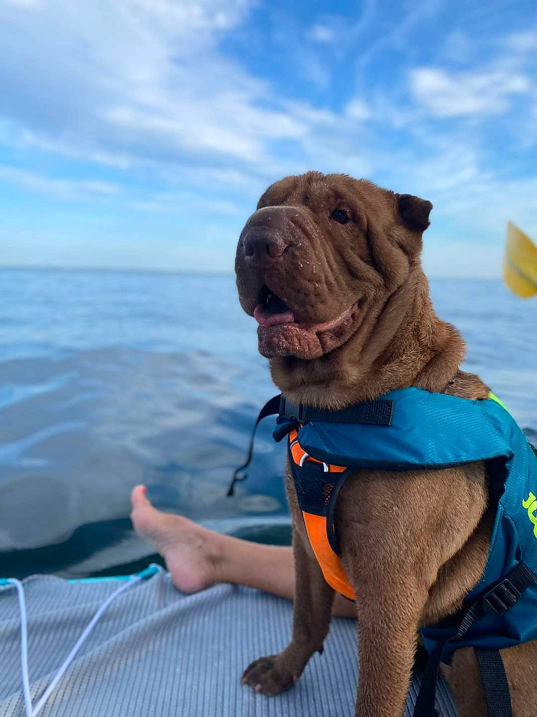 Lyah participe au concours pour gagner de l'argent avec cette photo : blue, carnivore, cloud, collar, companion_dog, dog, dog_breed, dog_collar, dog_supply, fawn, fun, lake, leash, leisure, pet_supply, recreation, sky, sporting_group, water, working_animal