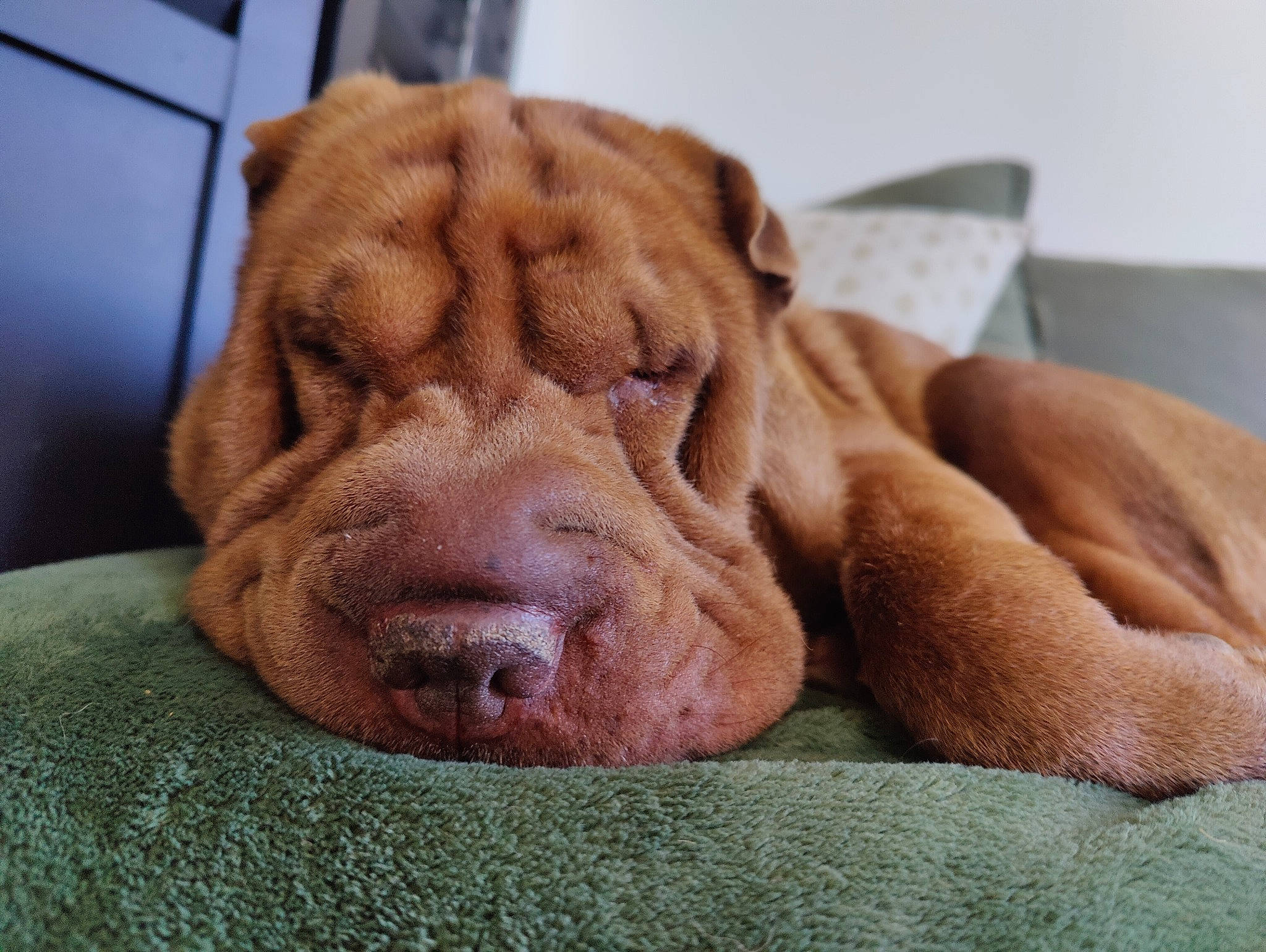 Lyah participe au concours pour gagner de l'argent avec cette photo : canidae, carnivore, comfort, companion_dog, dog, dog_breed, dog_supply, ear, fawn, fur, liver, paw, pet_supply, puppy, snout, sporting_group, terrestrial_animal, whiskers, working_animal, wrinkle