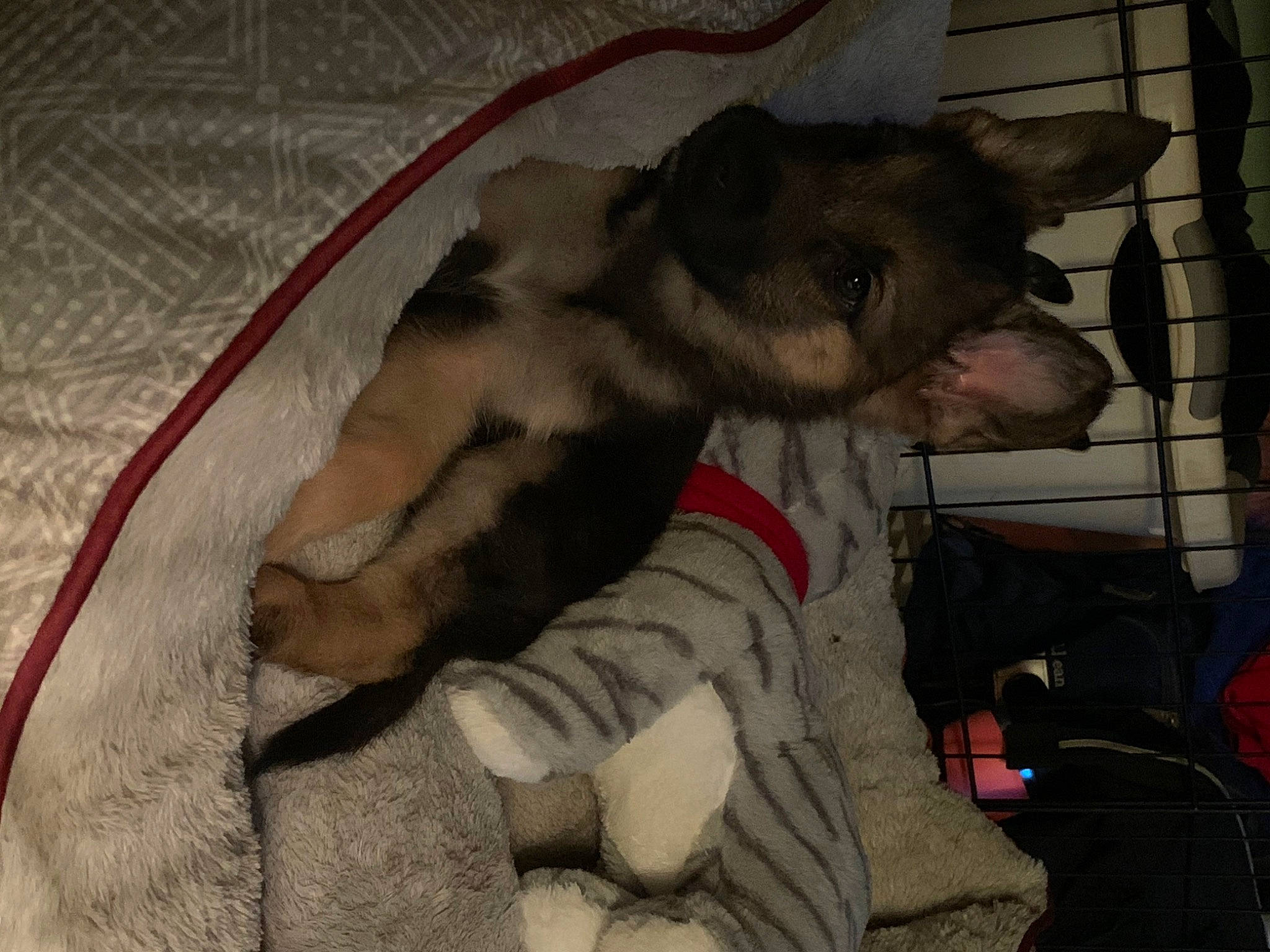 Riley joined the competition — help win amazing prizes! canidae, carnivore, comfort, companion_dog, dog, dog_breed, dog_supply, fawn, felidae, fur, linens, non_sporting_group, paw, small_to_medium_sized_cats, snout, sporting_group, tail, terrestrial_animal, whiskers, working_animal