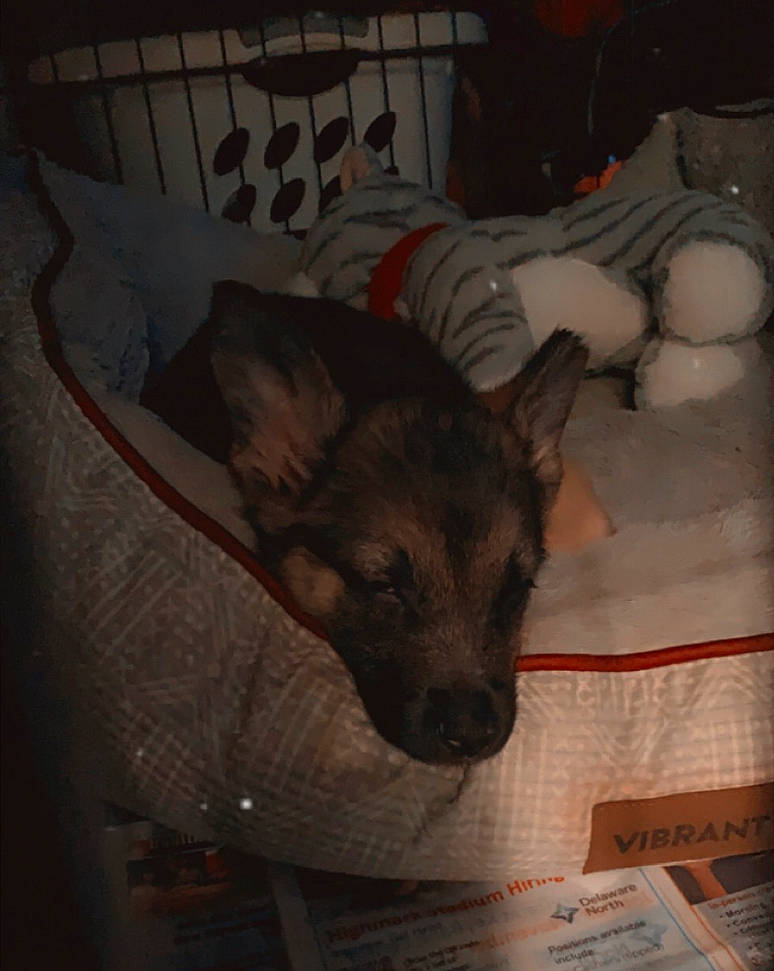 Riley is registered to the contest to win money with this photo: canidae, comfort, companion_dog, darkness, dog, dog_breed, ear, felidae, flesh, fur, nap, non_sporting_group, puppy, room, sleep, small_to_medium_sized_cats, sporting_group, toy_dog, whiskers, wood