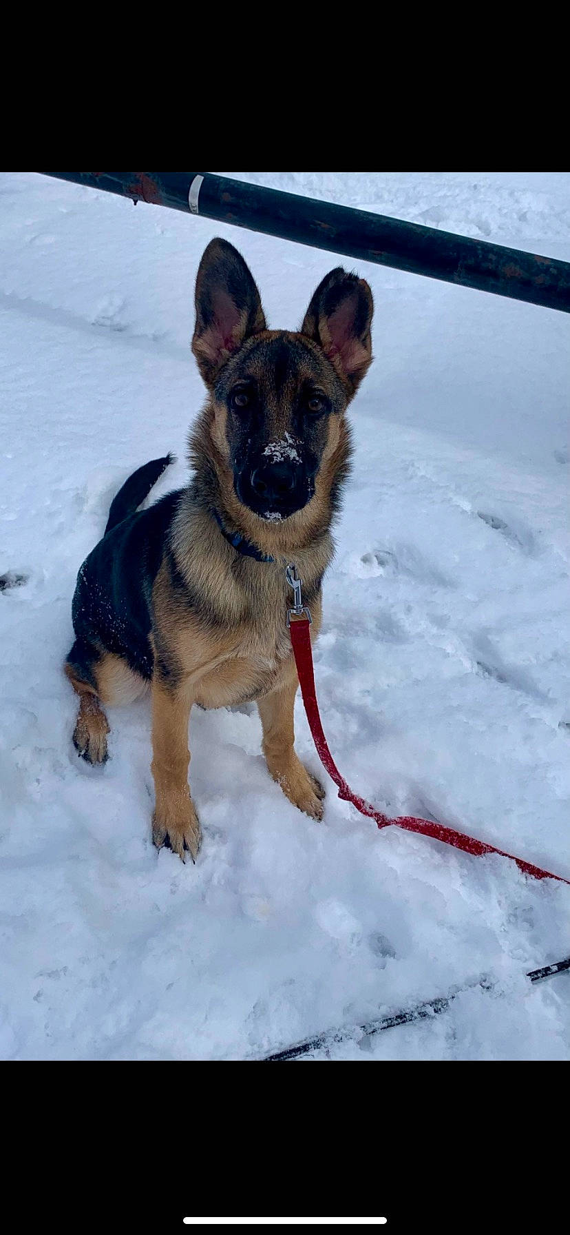 Riley joined the competition — help win amazing prizes! canidae, carnivore, collar, dog, dog_breed, dog_collar, dog_supply, east_european_shepherd, fur, german_shepherd_dog, herding_dog, king_shepherd, old_german_shepherd_dog, pet_supply, snout, snow, sporting_group, winter, working_animal, working_dog