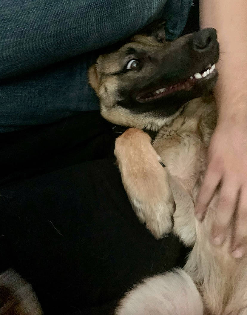 Riley joined the competition — help win amazing prizes! canidae, carnivore, comfort, companion_dog, dog, dog_breed, dog_collar, east_european_shepherd, fawn, foot, fur, german_shepherd_dog, gesture, guard_dog, paw, sporting_group, street_dog, whiskers, working_animal, working_dog