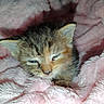 animal, cat, close_up, cozy, cute, ears, feline, fur, indoor, kitten, mammal, pet, pink_blanket, resting, sleepy, small, snuggled, soft_texture, whiskers, young