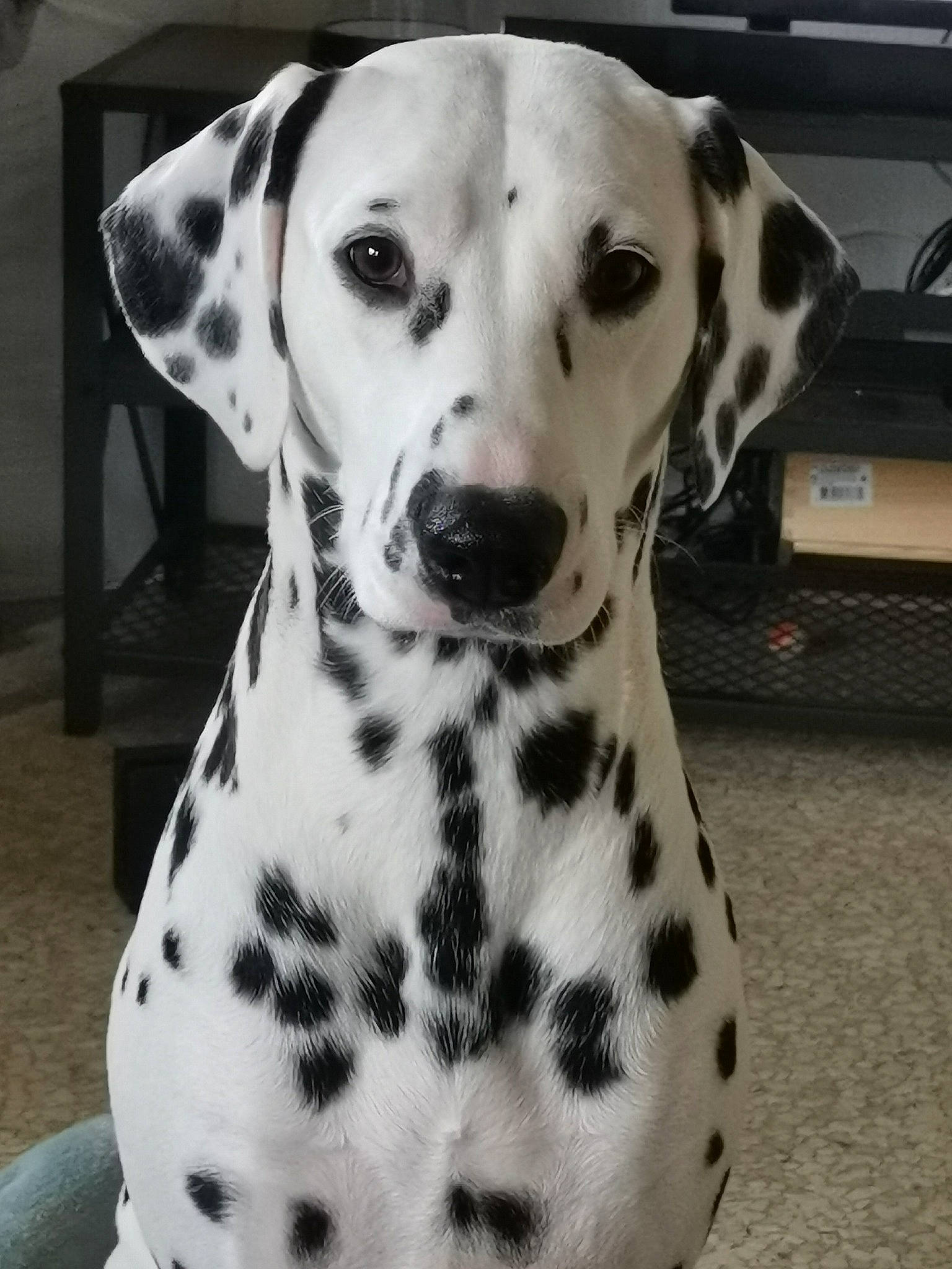 Plume participe au concours pour gagner de l'argent avec cette photo : canidae, carnivore, companion_dog, dalmatian, dog, dog_breed, fur, monochrome, monochrome_photography, non_sporting_group, pattern, sporting_group, whiskers, white, working_animal