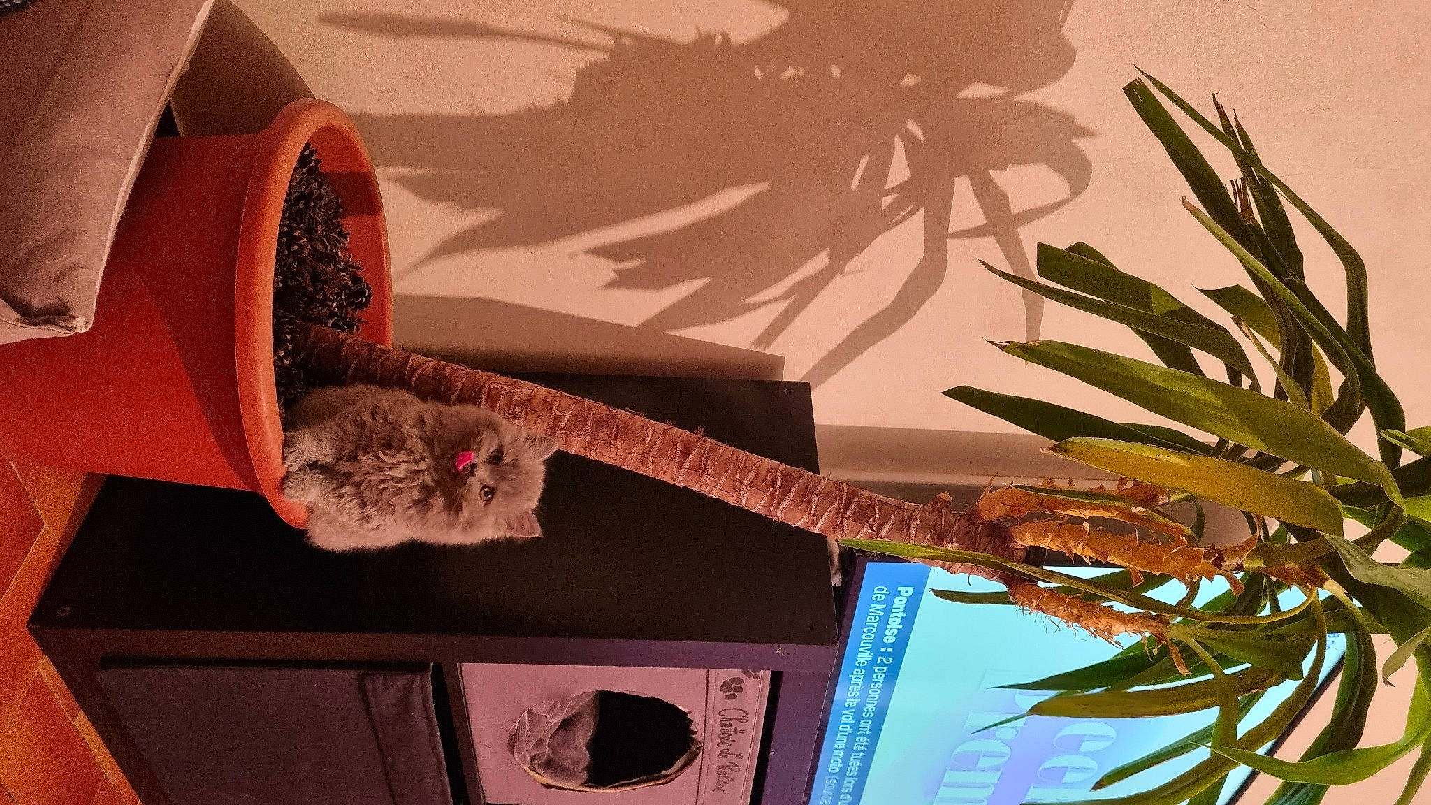 Lylo participe au concours pour gagner de l'argent avec cette photo : adaptation, arecales, art, carmine, design, interior_design, mammal, natural_material, organism, plant, room, snapshot, terrestrial_plant, tints_and_shades, tree, twig, vehicle_door, vertebrate, wood, woody_plant