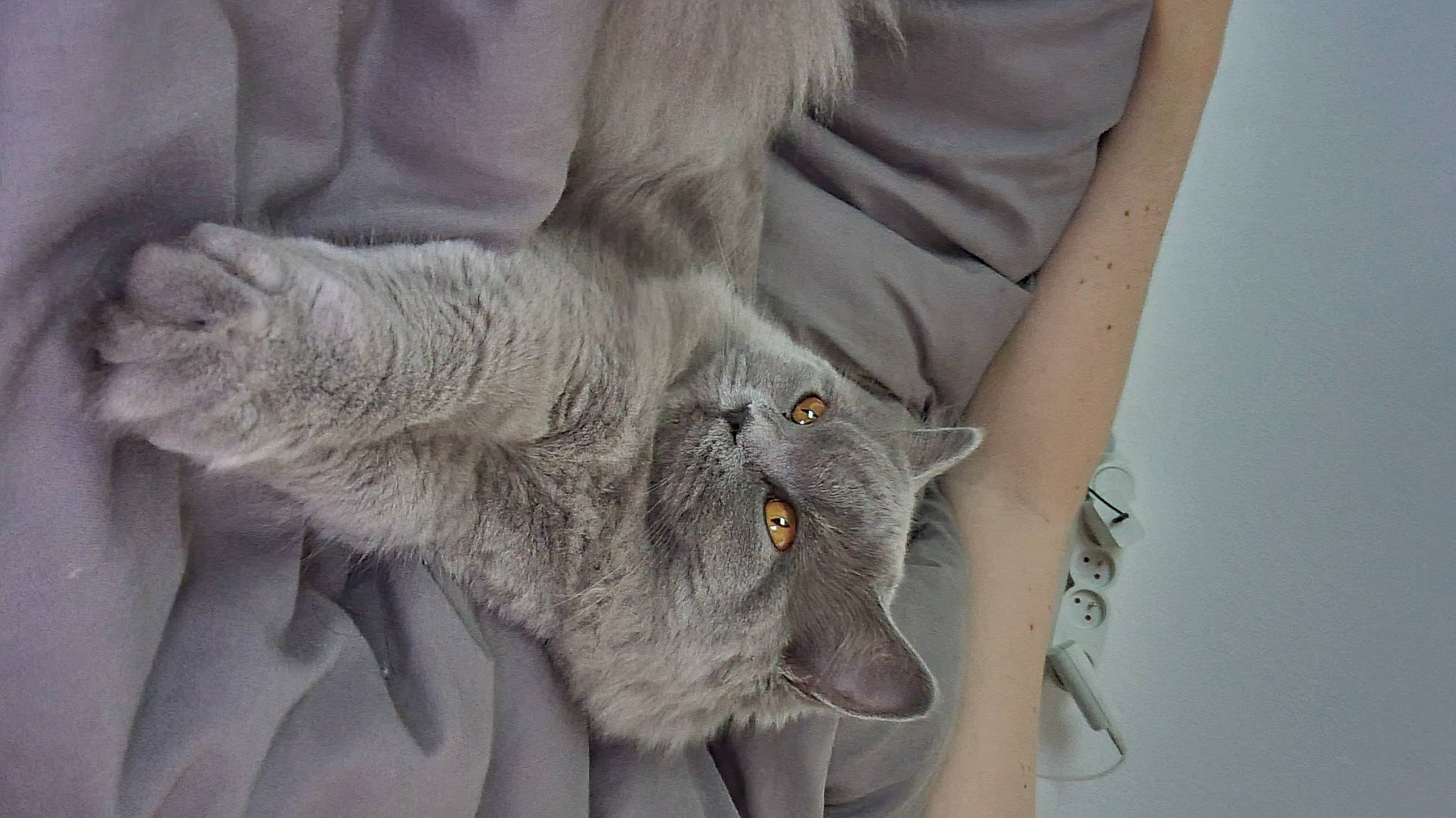 Lylo a rejoint le concours — aidez-le/la à gagner de superbes lots ! carnivore, cat, claw, collar, comfort, domestic_short_haired_cat, felidae, fur, gesture, grey, russian_blue, sleeve, small_to_medium_sized_cats, snout, tail, whiskers