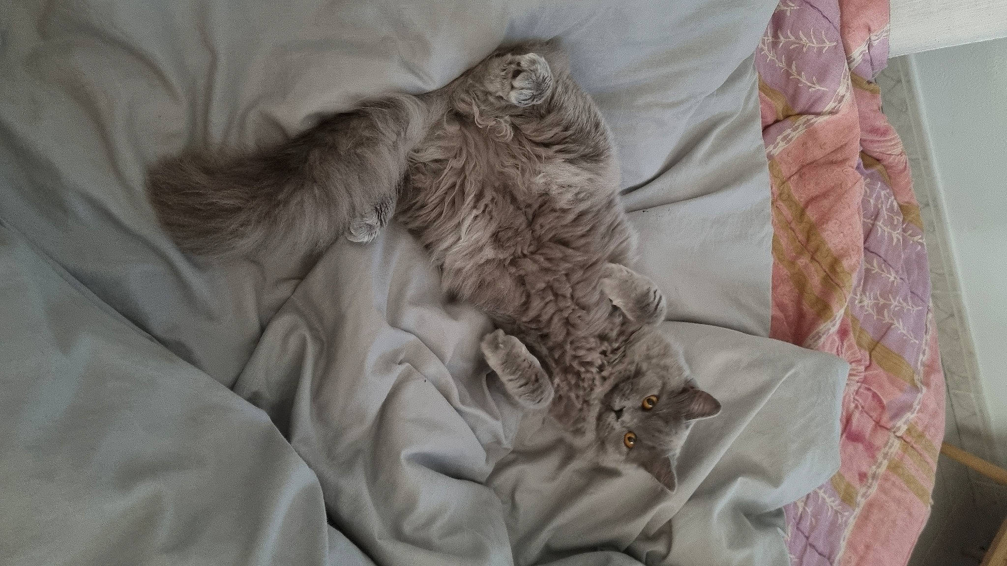 Lylo a rejoint le concours — aidez-le/la à gagner de superbes lots ! bed, bed_sheet, bedding, bedroom, carnivore, cat, comfort, duvet, felidae, fur, gesture, grey, linens, nap, pattern, peach, sleeve, small_to_medium_sized_cats, textile, top