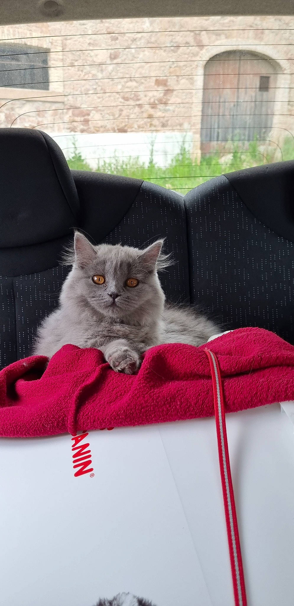 Lylo participe au concours pour gagner de l'argent avec cette photo : bed, carnivore, cat, cat_supply, comfort, couch, domestic_short_haired_cat, felidae, fur, furniture, grey, linens, magenta, pattern, paw, plant, sitting, small_to_medium_sized_cats, tail, whiskers