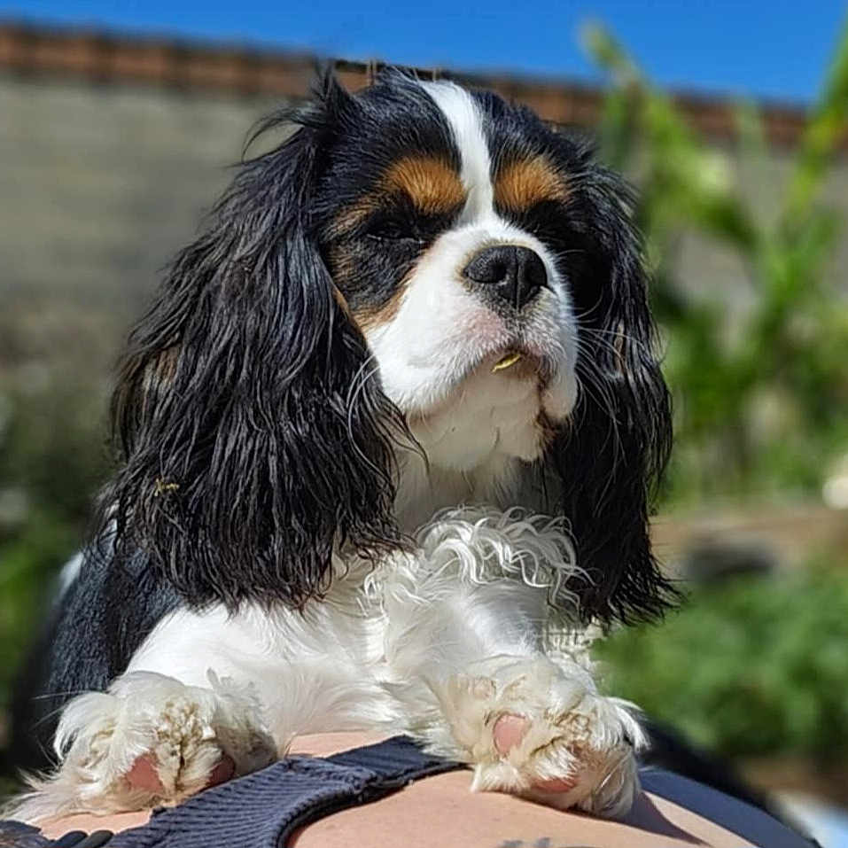 Vanda a rejoint le concours — aidez-le/la à gagner de superbes lots ! animal, black, brown, canine, cavalier_king_charles_spaniel, closeup, companion, cute, daytime, dog, fur, garden, nature, outdoor, paw, pet, portrait, relaxing, sunlight, white